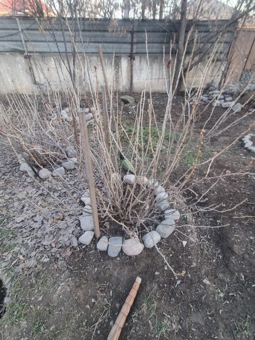 Продам большой куст смородины