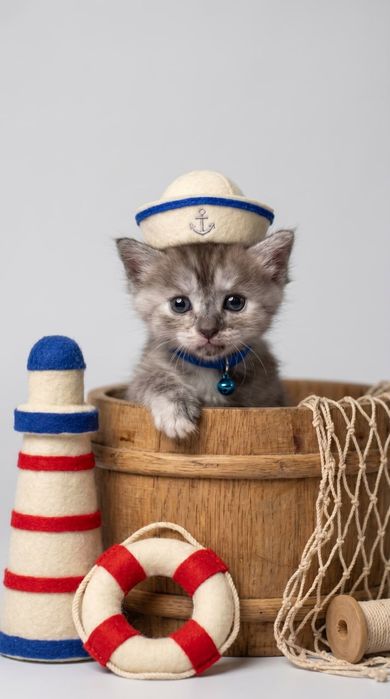 Отдам котят, девочки 1,5 месяца
