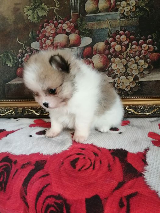 щенки шпица померашки продам.