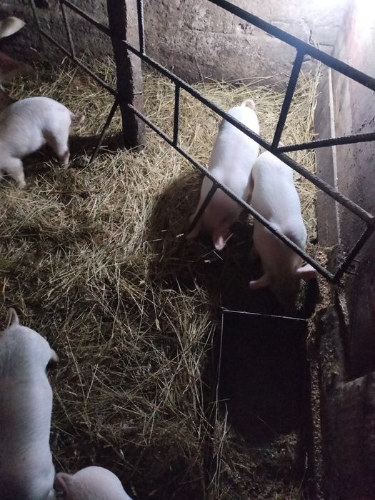 Продам месячных поросят
