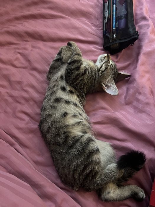 Домашний котик.
