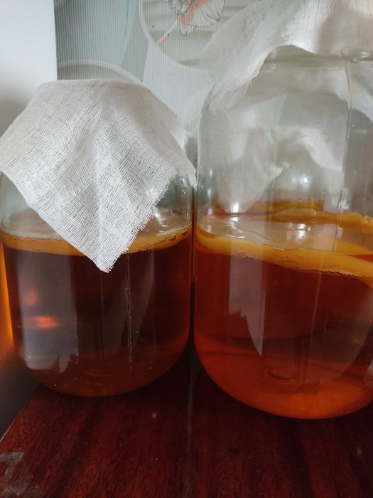 Продам чайный гриб (камбуча)