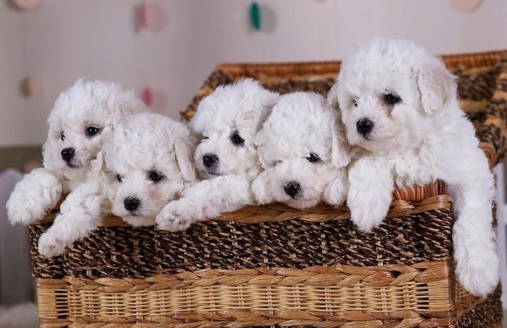Щенки бишон фризе