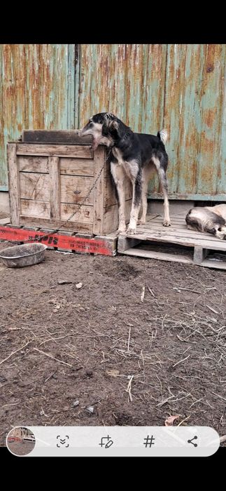 Тазы сатылады  ургашы  11айлык