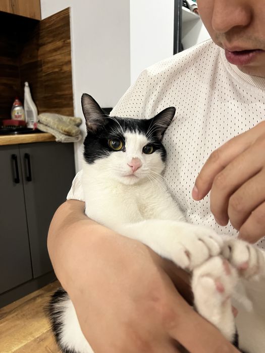 Отдам кота в хорошие руки