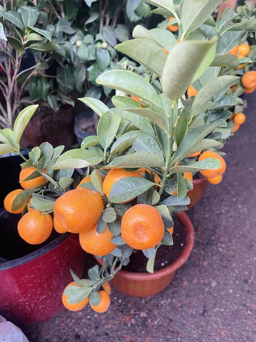 Саженцы мандаринов в продаже