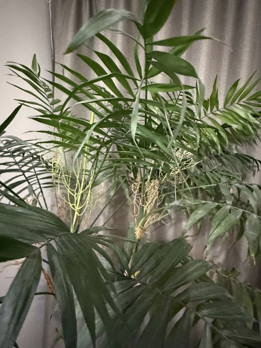 Продам пальму хамедорея