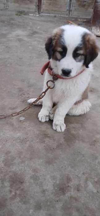 alabay zotli it sotiladi