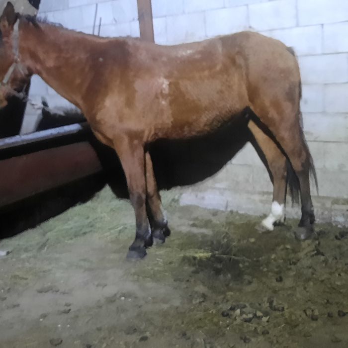 Ат сатылады пішпе