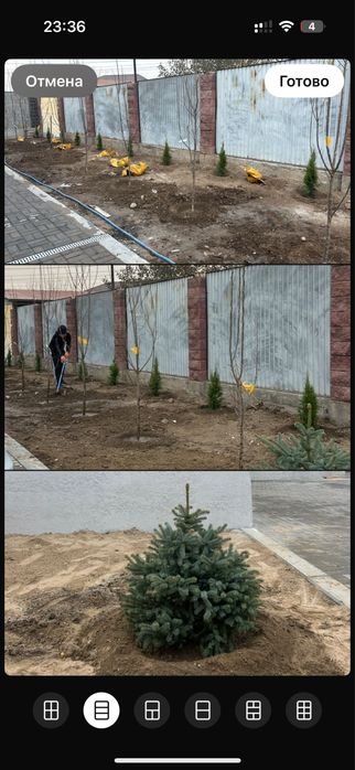 Посевной газон под ключ