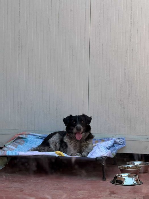 Bobita isi cauta familie