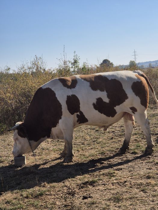 Vand taurasi si doua vaci