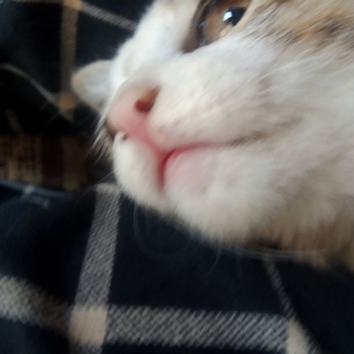 zor erkalanadi ati murmiawbaylanis nomerleri