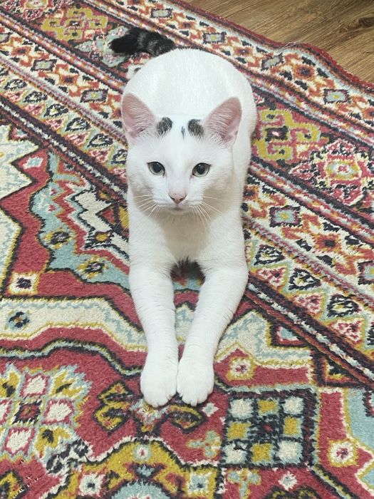 Срочно,Кот мальчик 1 год