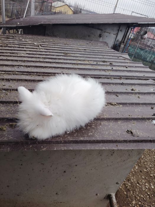 Vând iepuri diferite rase