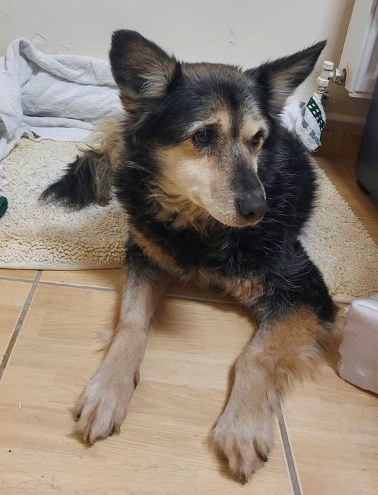 Adoptie: Catelusa blanda si minunata isi cauta o familie iubitoare