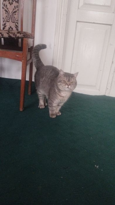 Mushuk tozza paro‘dalik