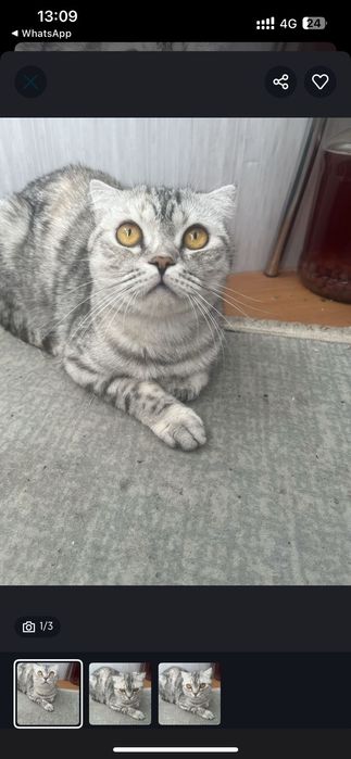 Отдам в добрые руки