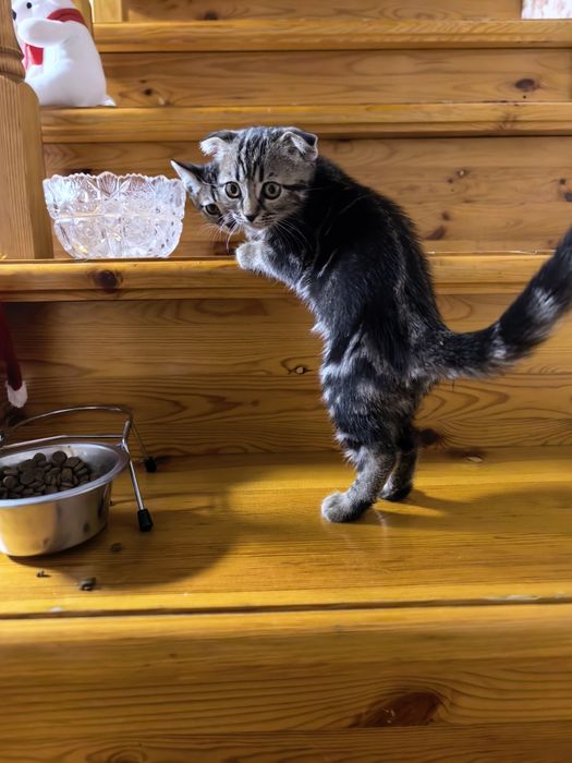 Девочка вислоушка