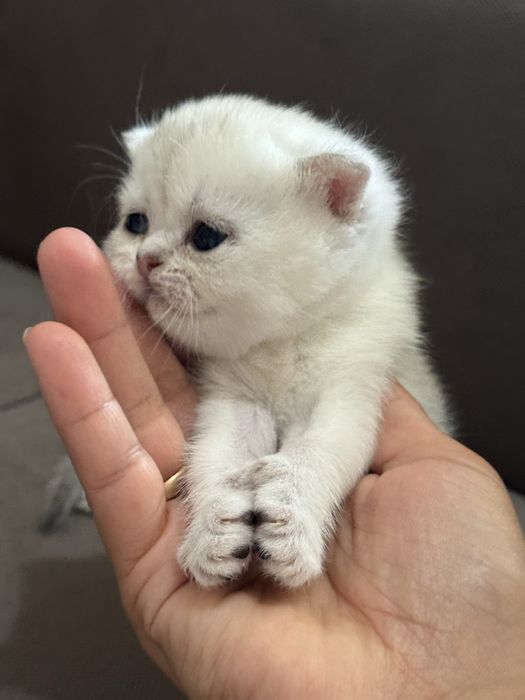 Британский шиншила котята