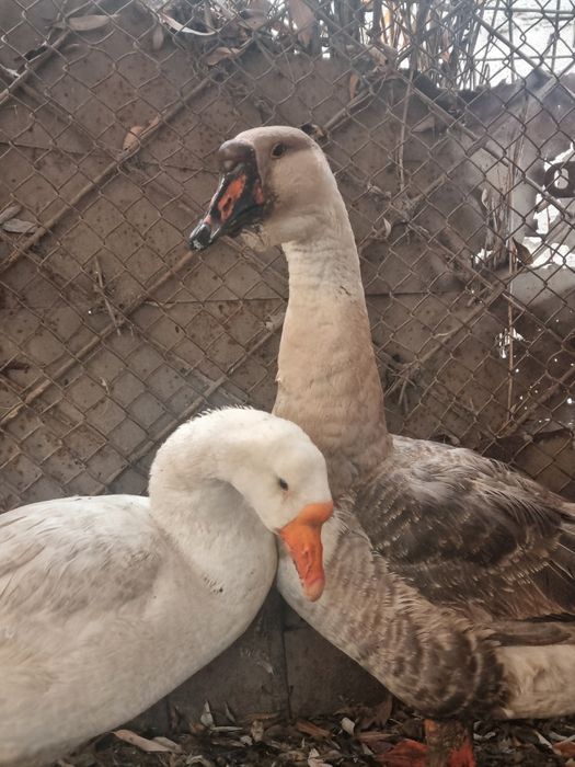 Продам гусей в одни руки
