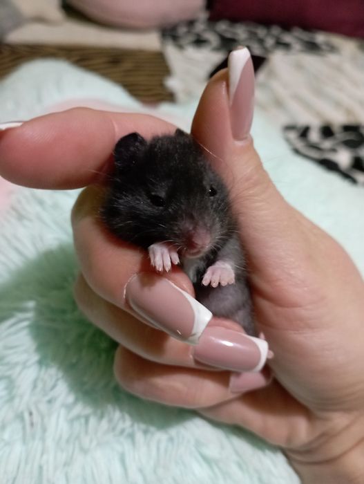 Сирийские хомячки