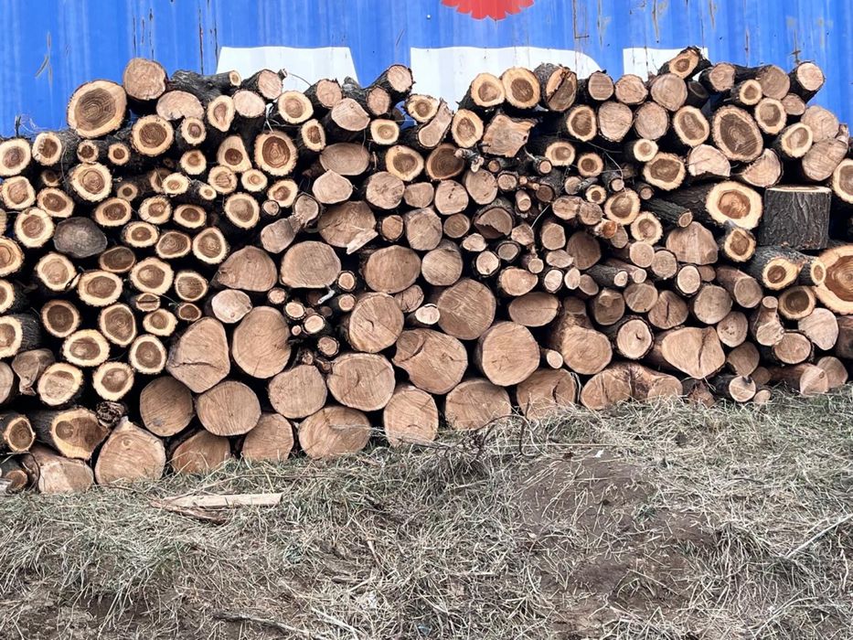 Қара Ағаш карагаш