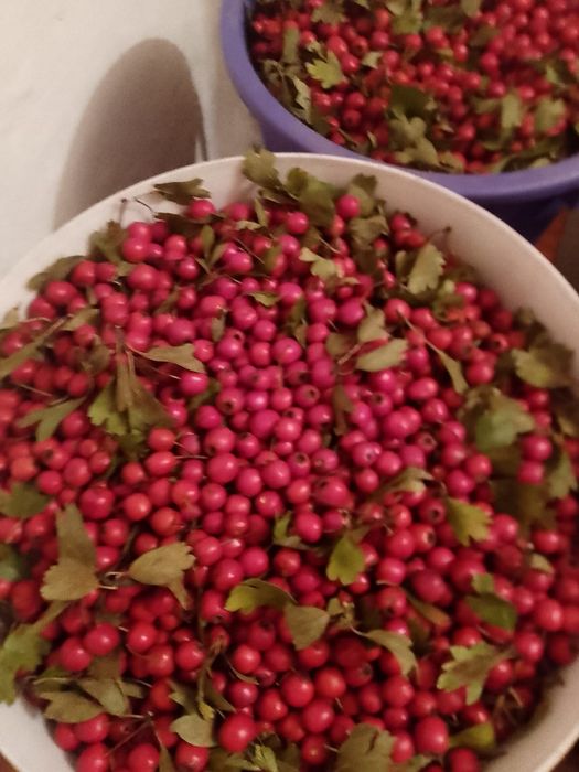 Măcriș de vânzare