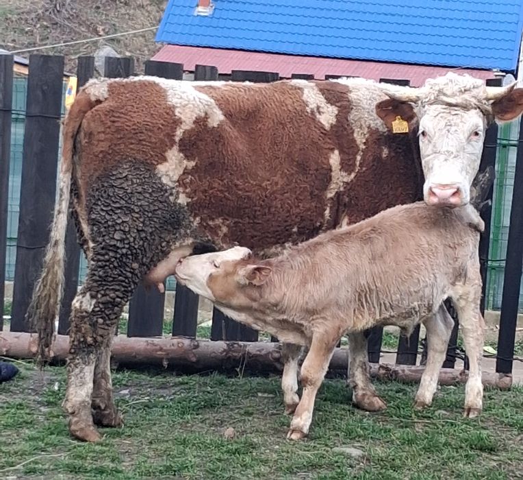 Vând juninca simmental