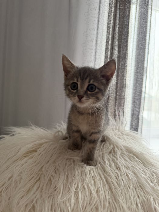 Продаю котёнка девочку