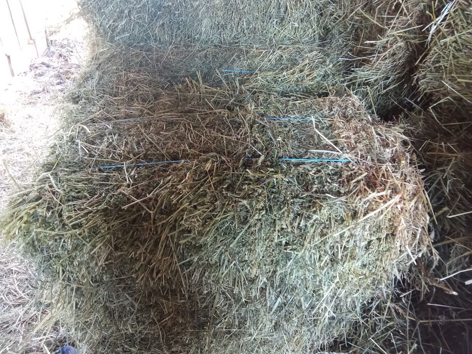 Vând baloți de lucernă și de fan