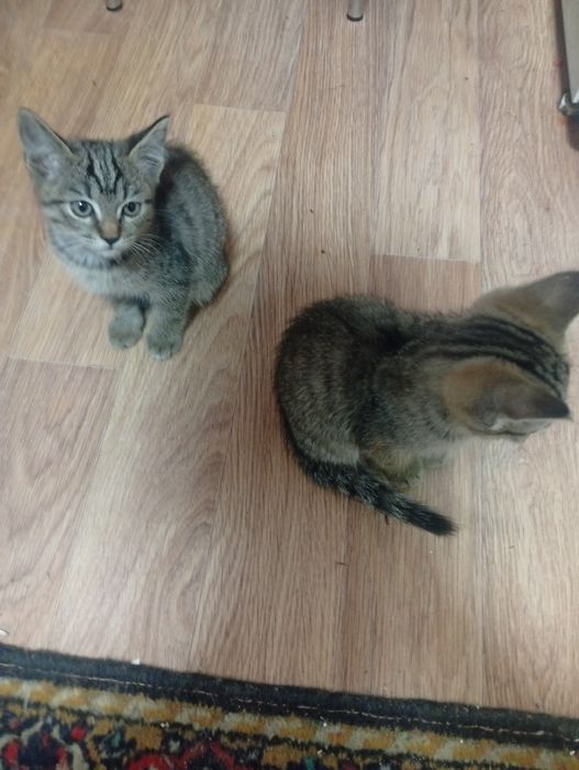 Отдам в добрые руки котят