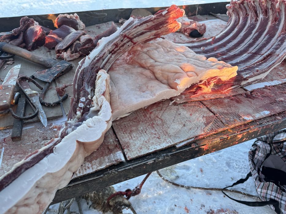 Конина молодая тай