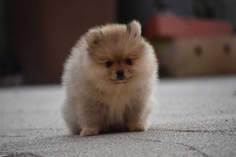 Pomeranian fetita cu pedigree