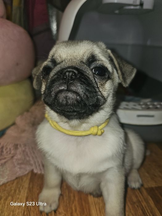 Девочка мопс бежевая