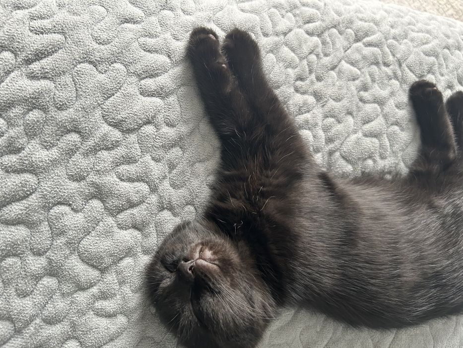 Котенок 2 месяца