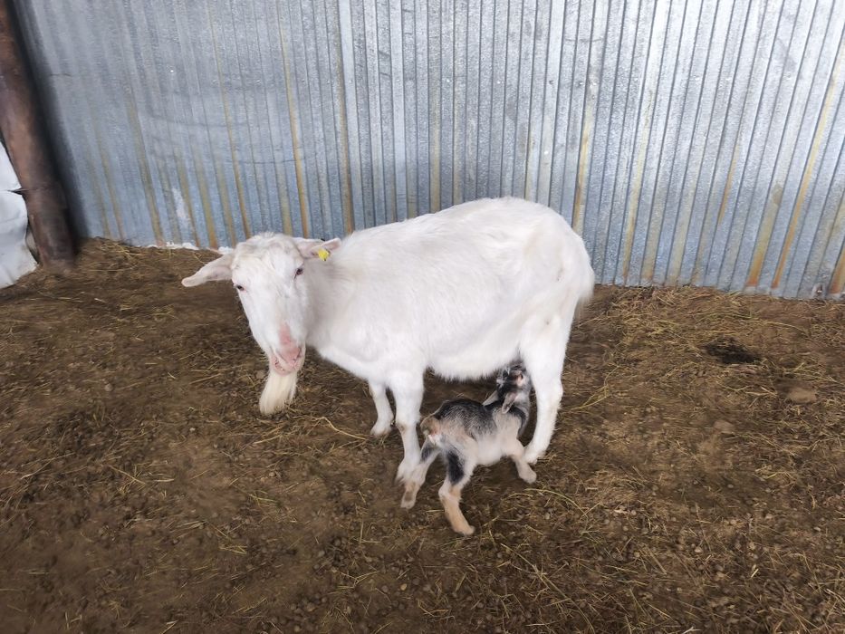 Сутти ешкилер...06