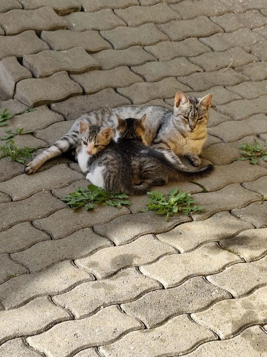 Donez 2 pui de pisică
