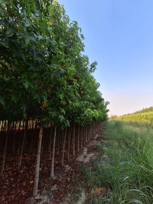 Liquidambar, stejar roșu 3 ,4m