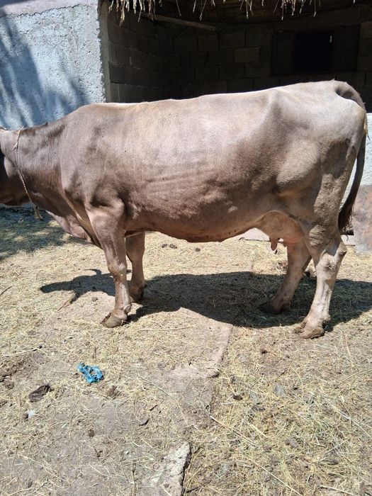 Vaca de rudă gustata in 8 luni