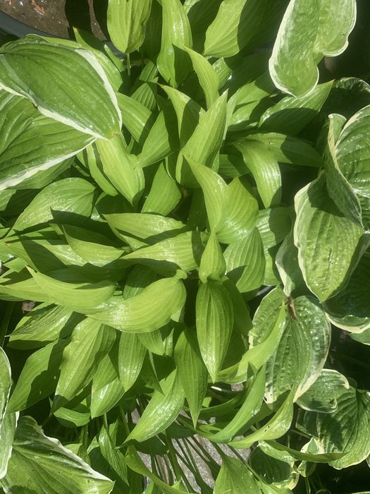 Кустарники хвойники травы