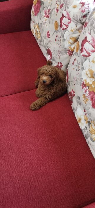 Pudel Red mini cu pedigree