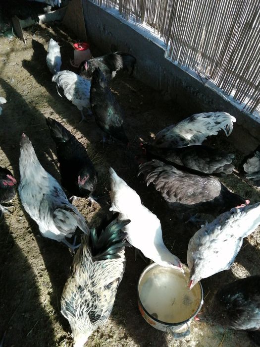 Cocosi Australorp