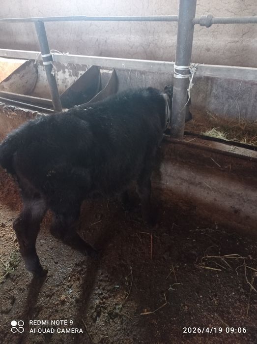 Бузаулар 2 еркек 2 ургашы