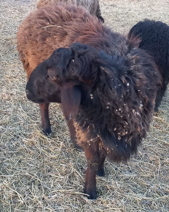 Кошкар   сатамын