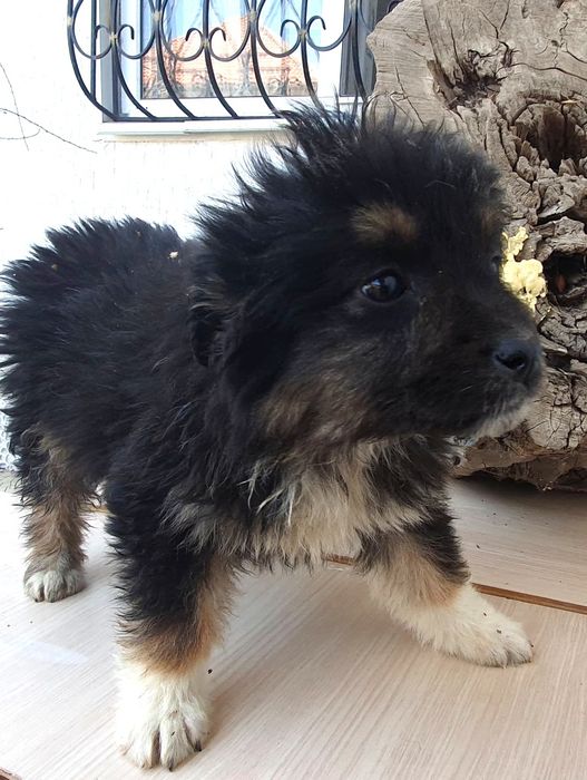 ЩеняТки разных окрасов ждут любящих хозяев