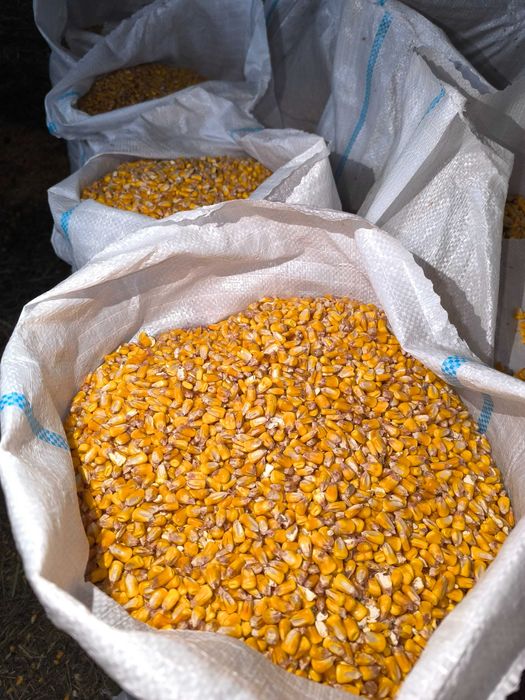 Porumb de vânzare 2025