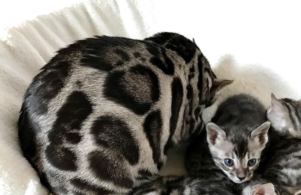 Ласкучие Серебряные бенгальские КОТЯТА!
