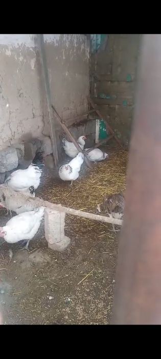 Адлер Адлер Адлер