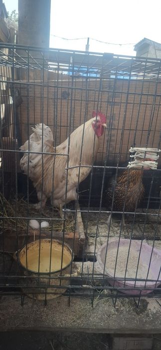 Петух,кораз,петух